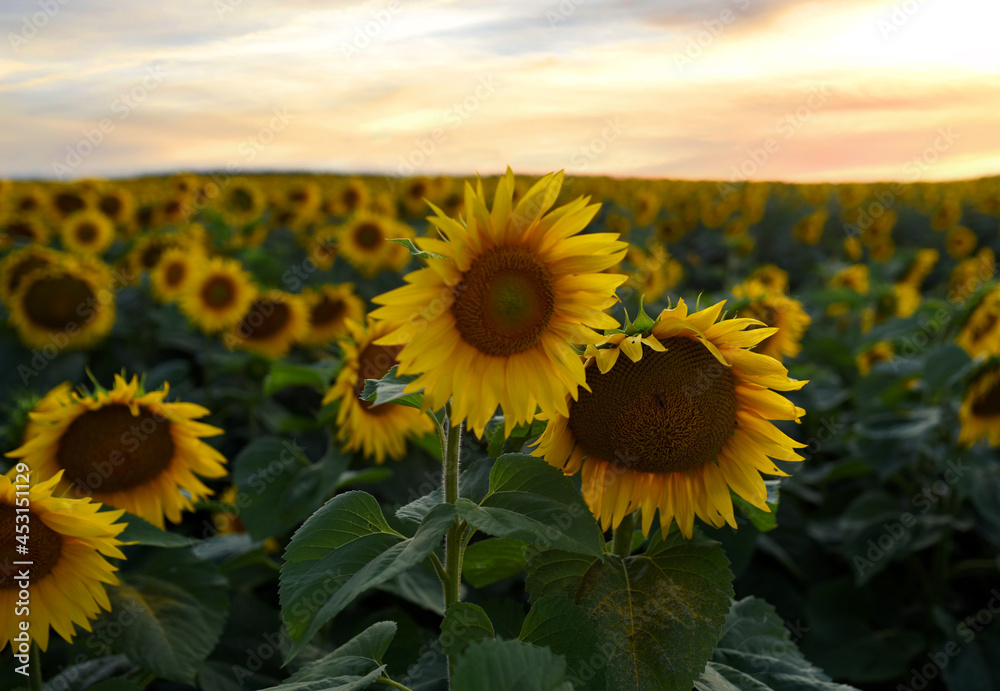 Sunflowers field on sunset. Harvesting Sunflower Seeds in agriculture. Huge yellow flowers on summer sun is harvesting sunflower seeds in autumn harvest season. Gardening and farming concept.
