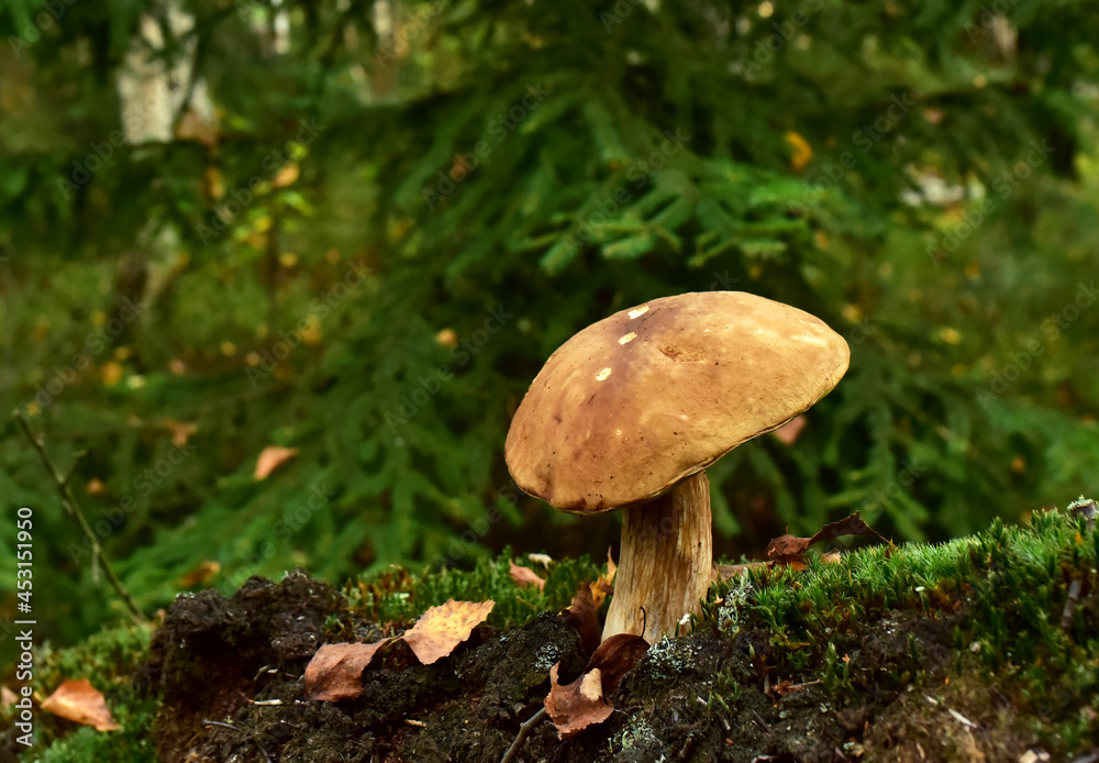 King Pine Bolete in moss at forest. White Mushroom Fungal Mycelium in wildlife. Edible Big Boletus mushrooms at woodland. Single bolete mushroom. Porcini Cep mushrooming season. King Pine Bolete in moss at forest. White Mushroom Fungal Mycelium in wildlife. Edible Big Boletus mushrooms at woodland. Single bolete mushroom. Porcini Cep mushrooming season.