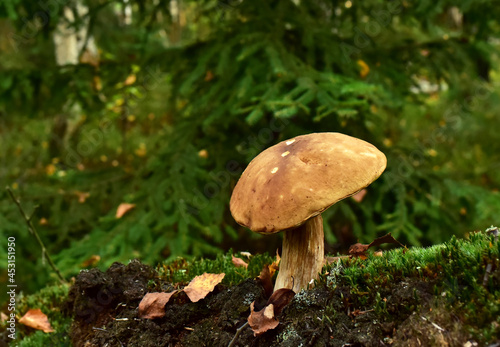 King Pine Bolete in moss at forest. White Mushroom Fungal Mycelium in wildlife. Edible Big Boletus mushrooms at woodland. Single bolete mushroom. Porcini Cep mushrooming season.