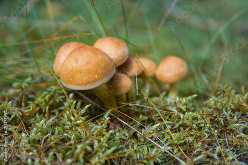 Growing small group of beautiful edible honey mushrooms or inedible toadstools in moss in dark Latvian autumn forest