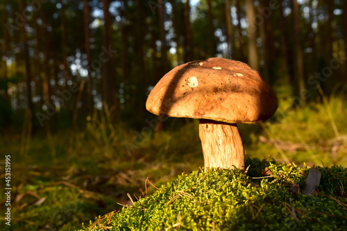 White Mushroom King Boletus Pinophilus in forest. Fungal Mycelium in moss at woodland. Big bolete mushrooms in wildlife. Porcini Cep during mushrooming harvesting season. Fungi plants