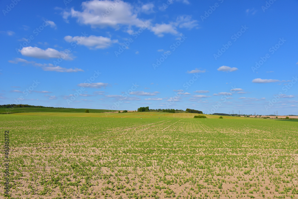 Fototapeta premium Green field with plants against the blue sky. Agriculture concept. Farming in early spring. Soil tillage before sowing
