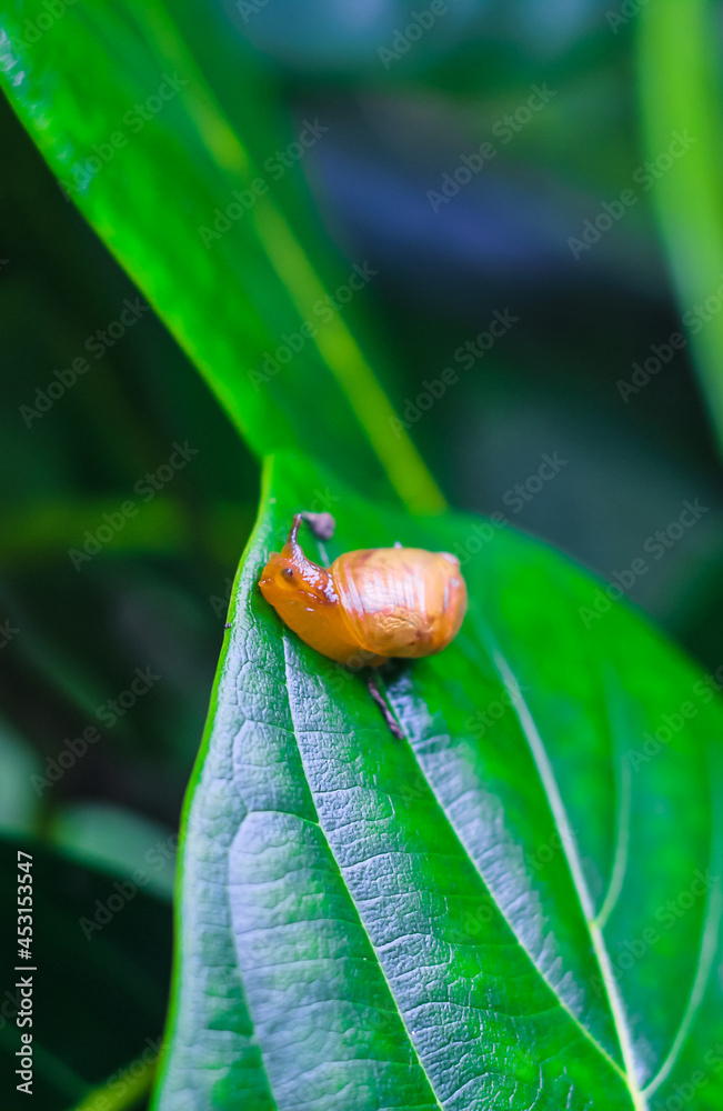 Rare photography, Garden snail (Helix asperse) with its egg on a green leaf. Save Earth concept. Snail on a green leaf, green nature background. Wild nature, environment concept. Rare photography, Garden snail (Helix asperse) with its egg on a green leaf. Save Earth concept. Snail on a green leaf, green nature background. Wild nature, environment concept.