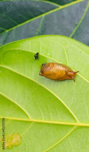 Rare photography, Garden snail (Helix asperse) with its egg on a green leaf. Save Earth concept. Snail on a green leaf, green nature background. Wild nature, environment concept.