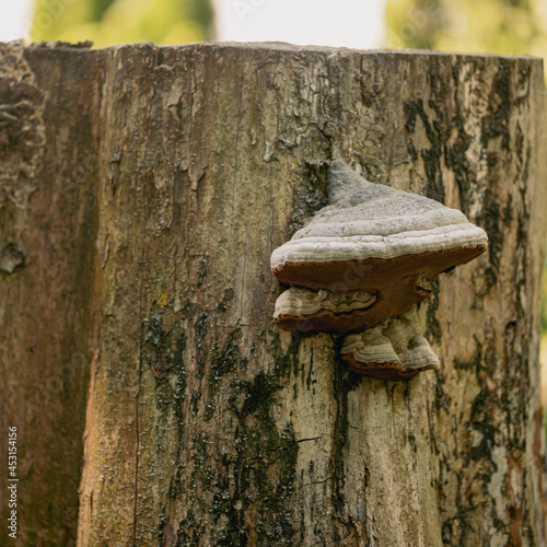 Toadstool mushrooms on a tree stump in an autumn deciduous forest. cute, nice but parasitic fungus grows on the tree
