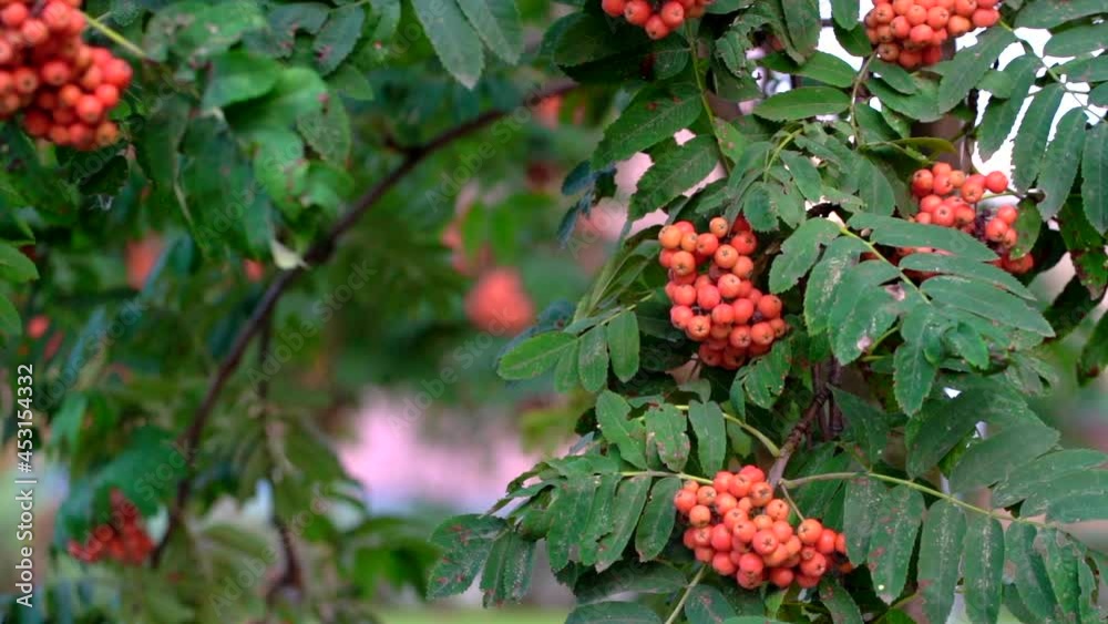 Autumn blurred background. Rowan berries on rowan tree. Sorbus aucuparia.