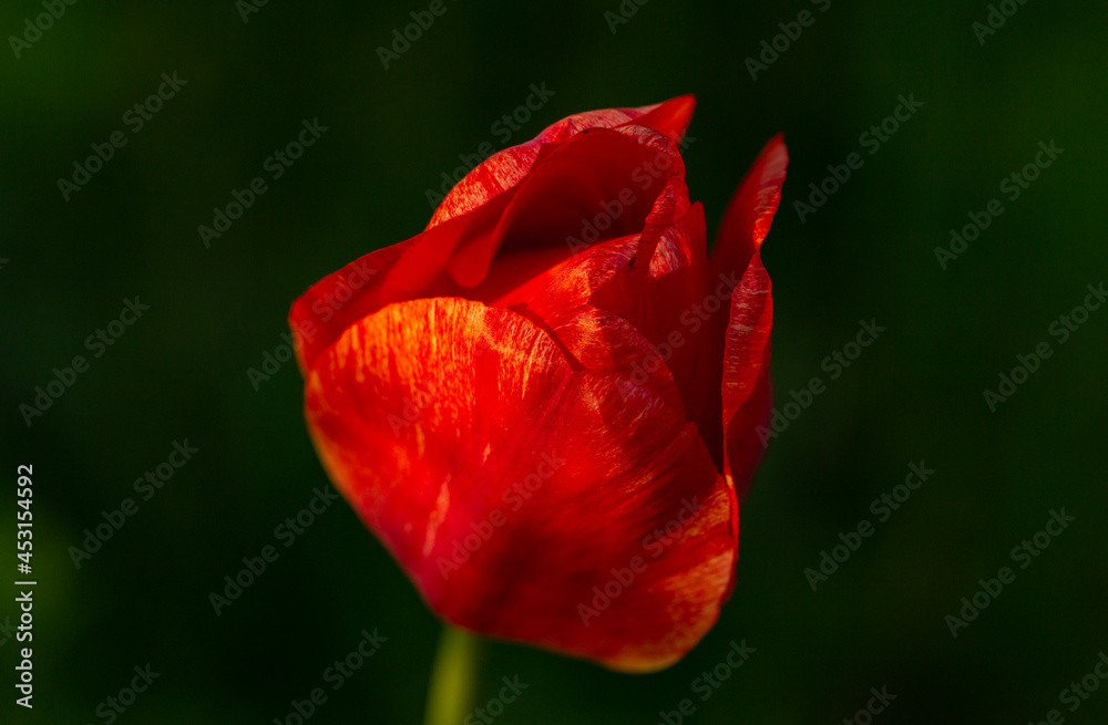 A flower bed with red tulips. Flowering of cultivated plants. A flower bed with red tulips. Flowering of cultivated plants.