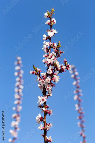 An apricot blooming against the blue sky. Spring changes in plant life. White fruit tree flowers.