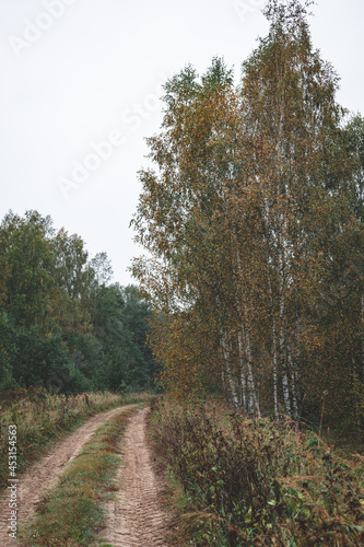 Latvian landscape of birch forest and sand gravel dirt road