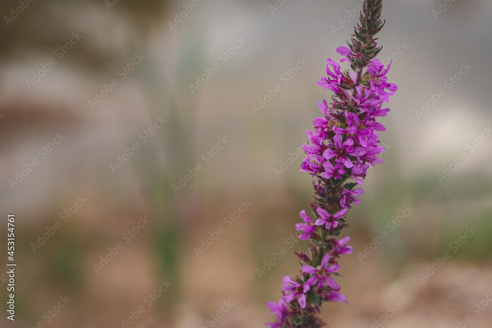 Obraz premium Close up of purple loosestrife (lythrum salicaria) flowers in bloom