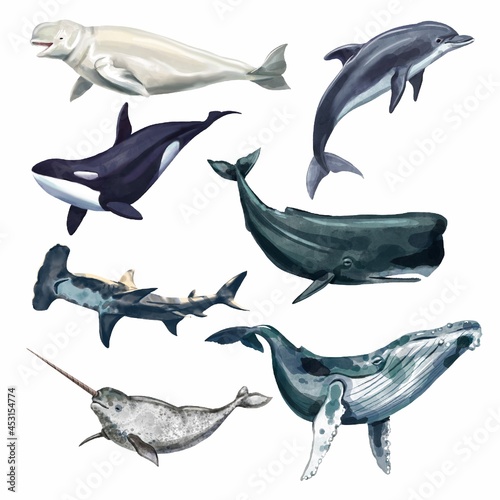 Fototapete Watercolor whale illustration isolated on white background
