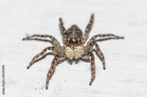 Close-up of a jumping spider on a house wall