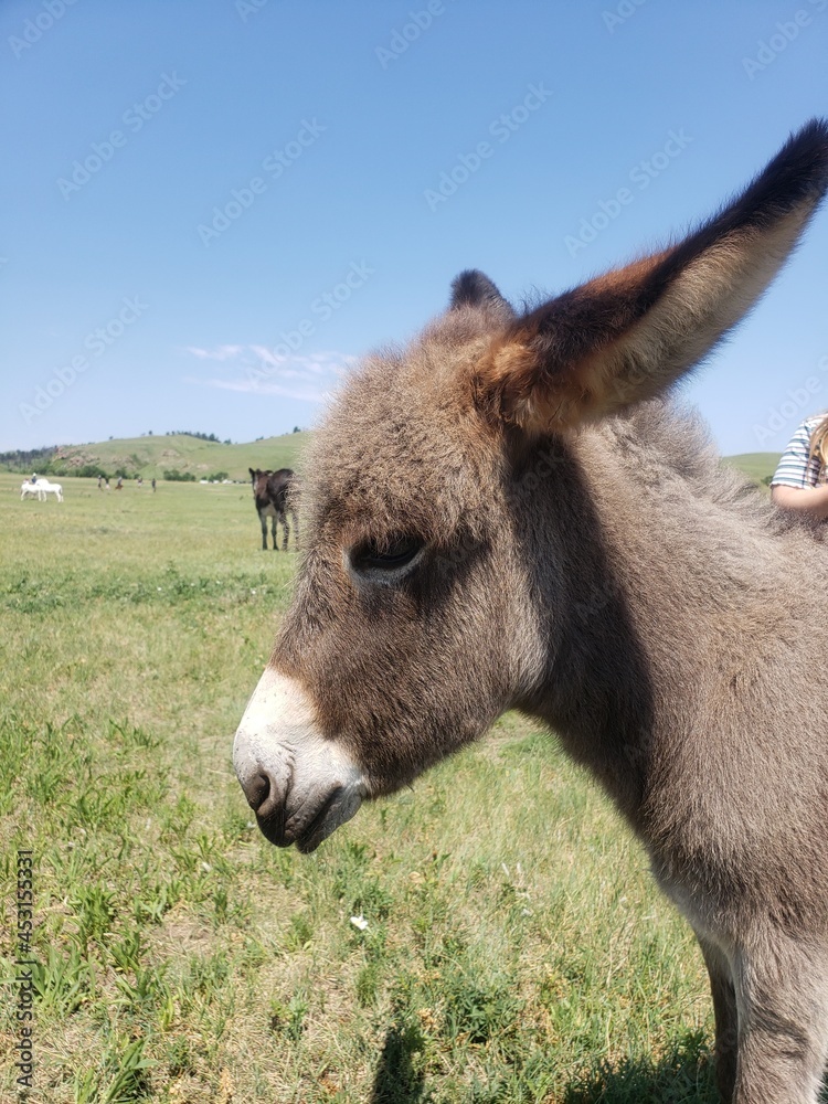 Friendly Burros Used to People, Custer State Park, South Dakota