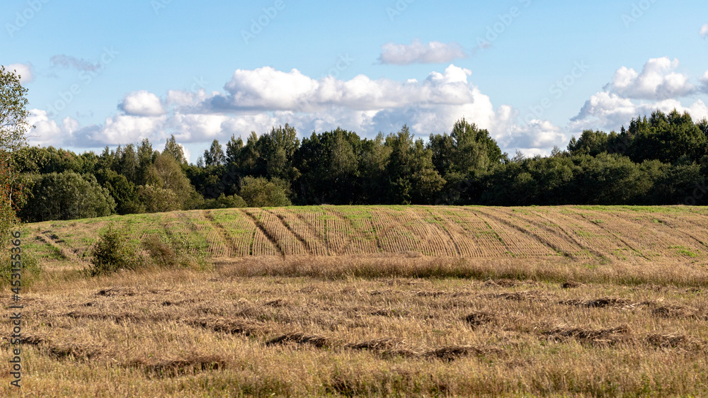 agricultural field in Latvia. Yellow meadow and forest in distance, soft cloudy sky