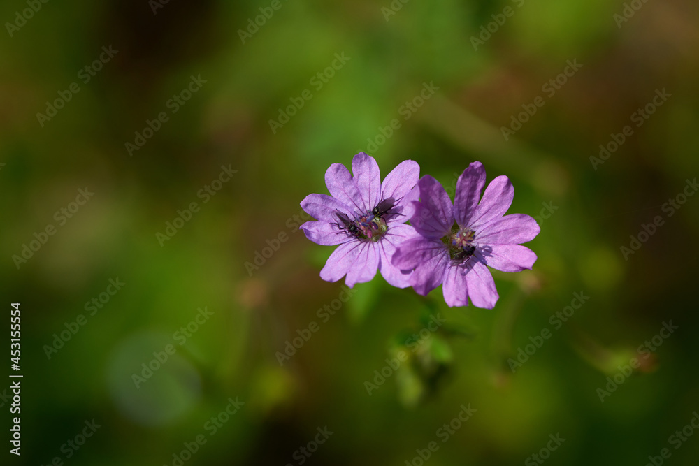 Pyrenäen-Storchschnabel (Geranium pyrenaicum) Pyrenäen-Storchschnabel (Geranium pyrenaicum)