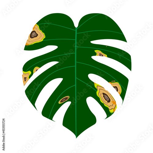 Monstera leaf are damaged by Anthracnose pathogen or Colletotrichum Fungi and be called is "big blight symptom", Causing plant to rot, Pale and wither. Isolated on white background