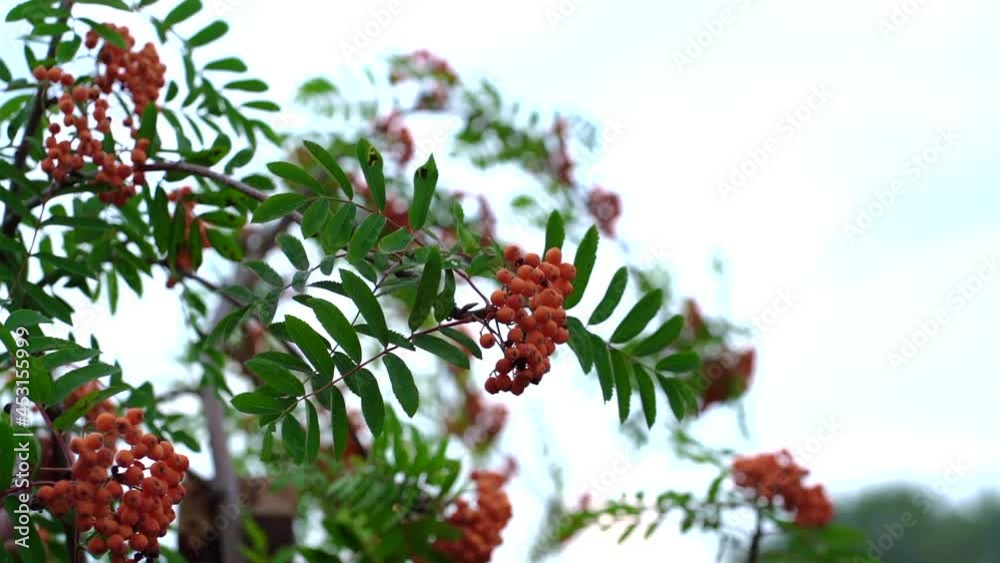 Autumn blurred background. Rowan berries on rowan tree. Sorbus aucuparia. Autumn blurred background. Rowan berries on rowan tree. Sorbus aucuparia.