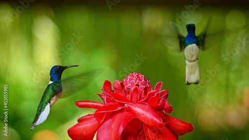 White-necked jacobin - Florisuga mellivora also great jacobin or collared hummingbird, Mexico, south to Peru, Bolivia and south Brazil, Tobago (flabellifera), Trinidad (mellivora), on the red bloom. photo