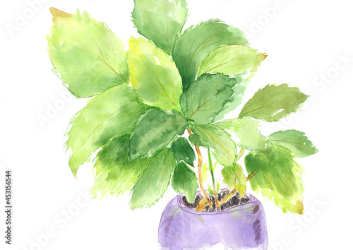 hydrangea, lush foliage in a purple pot, watercolor illustration, sketch