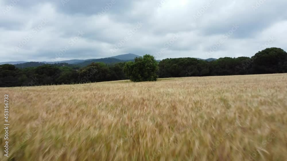 vista aerea campo de trigo en día nublado con árbol al fondo vista aerea campo de trigo en día nublado con árbol al fondo