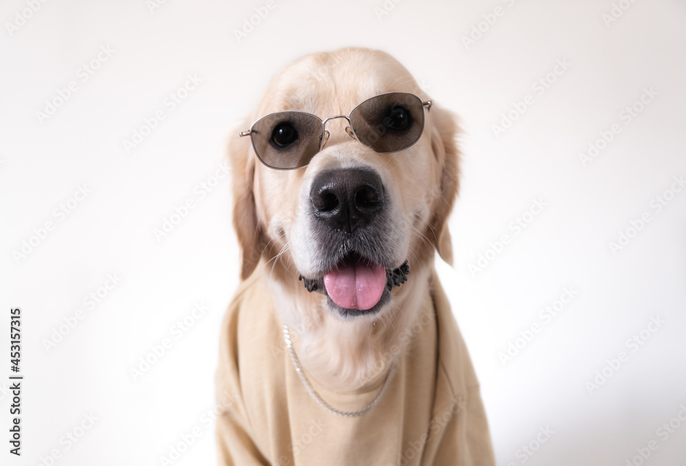A large dog in a beige sweatshirt and sunglasses sits on a white background. Golden Retriever in rapper clothes