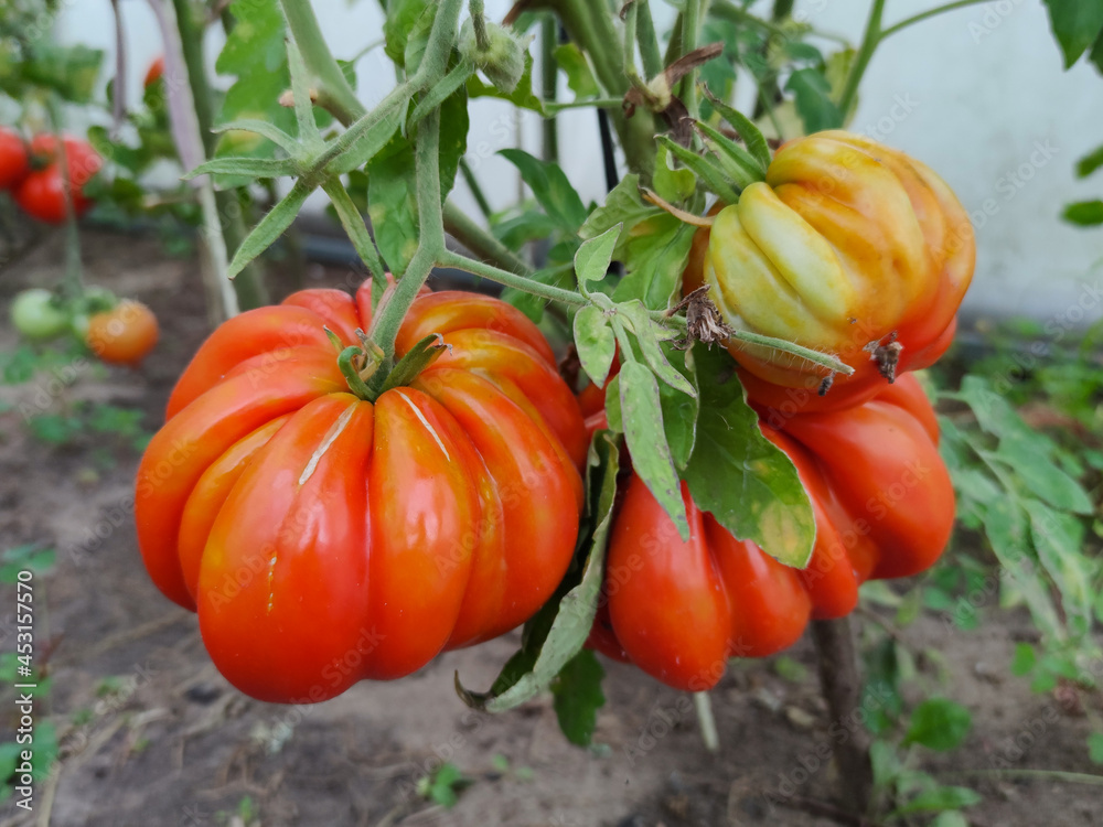 Beautiful red ripe tomatoes grown in a greenhouse. Gardening tomato picture fruit close-up.