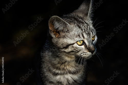 Young cat is looking for something