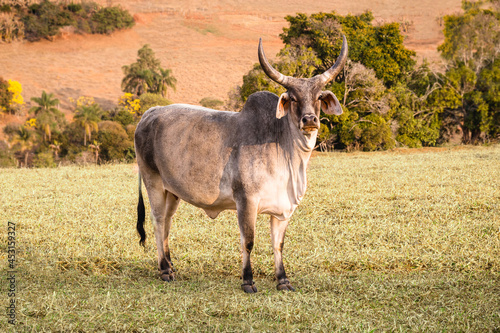 Guzerat is a Zebu cattle breed, imposing, with large lyre-shaped horns. Easy to handle, fertile and suitable for meat and milk production photo