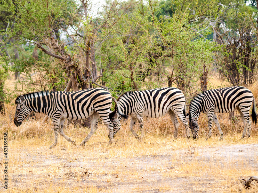 Zebra group in the yellow grass Zebra group in the yellow grass