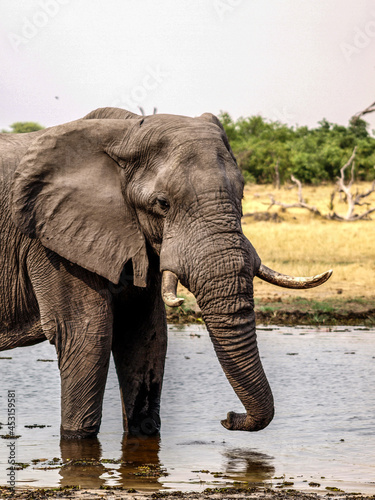 Elephant drinking at a waterhole