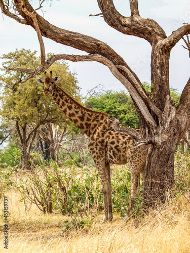 Giraffe under a tree looking at camera
