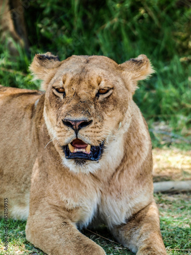 lion wresting looking at camera