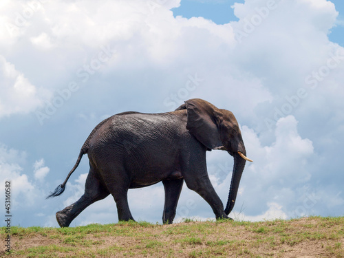 Walking elephant profile