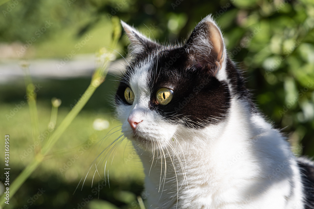 A beautiful adult young black and white cat with big yellow eyes is in the garden in summer
