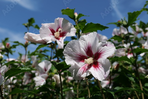 Fleur d'hibiscus ou althéa (Hibiscus syriacus) photo