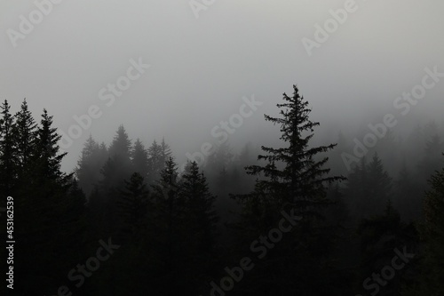 Misty Trees photo