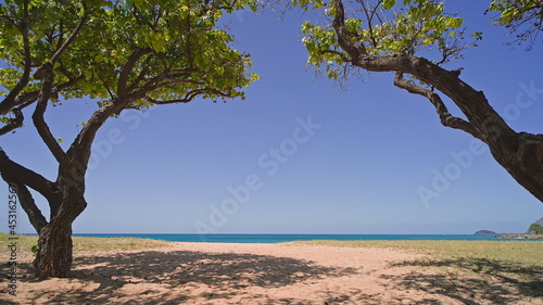 Fototapeta Naklejka Na Ścianę i Meble -  Blue ocean, beautiful trees, yellow sandy beach nature Tropical Islands Oahu Hawaii. Pacific Ocean. Turquoise sea background. Clear sunny day in the tropics.
