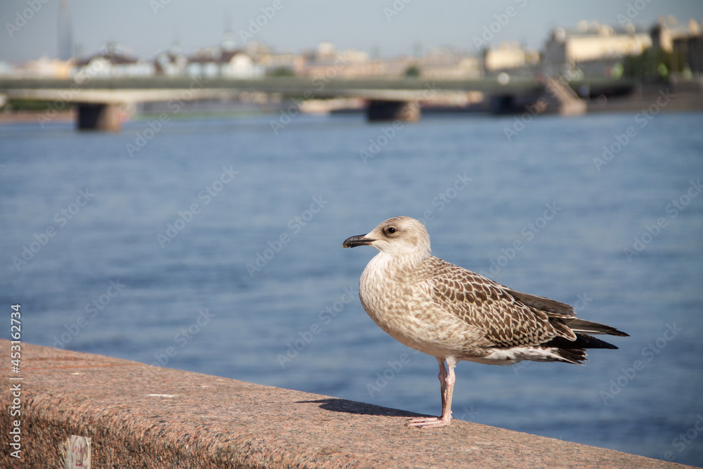 an adult gray gull sits on the parapet of the city embankment an adult gray gull sits on the parapet of the city embankment