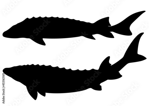 A large sturgeon swims. Vector image.