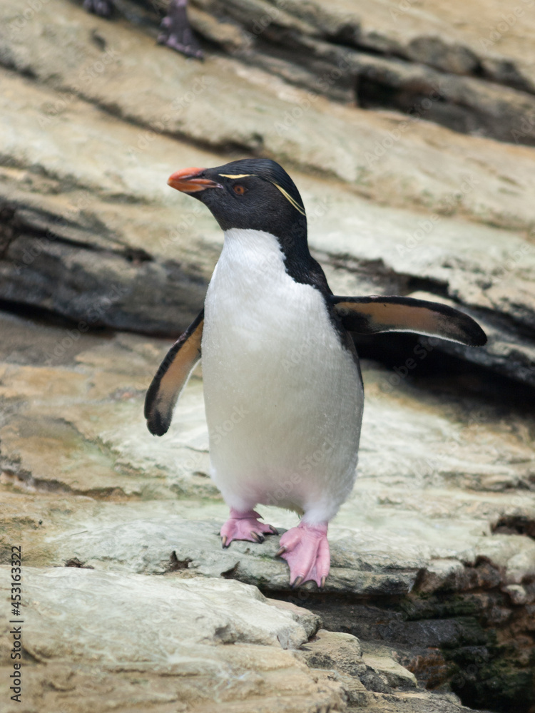 Fototapeta premium Rockhopper Penguin in Lisbon Oceanarium