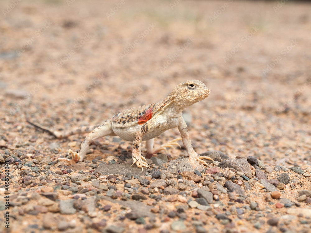 Gobi desert lizard