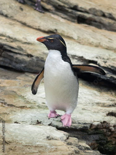 Rockhopper Penguin in Lisbon Oceanarium