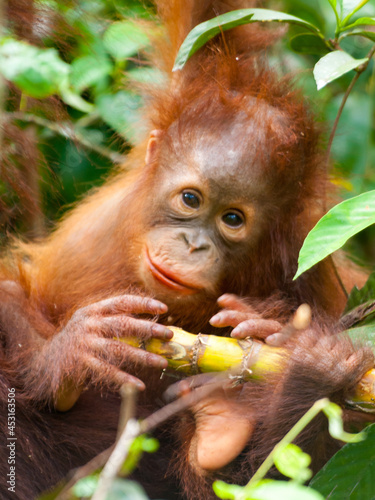 Orangutan cub playing with food