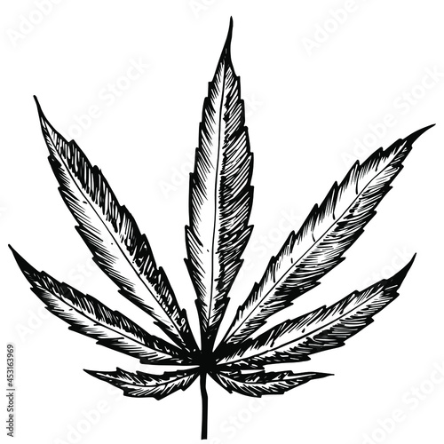 Detailed sketch of a cannabis leaf on a white background. Hand-drawn cannabis in vector format. Seed packaging, drug legalization banner, medical use.