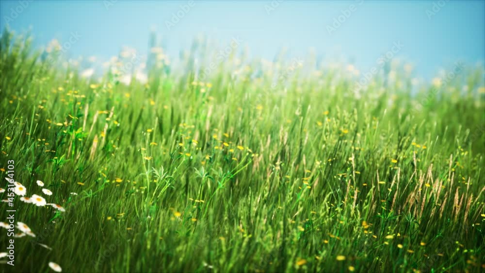 field with green grass and wild flowers at sunset field with green grass and wild flowers at sunset