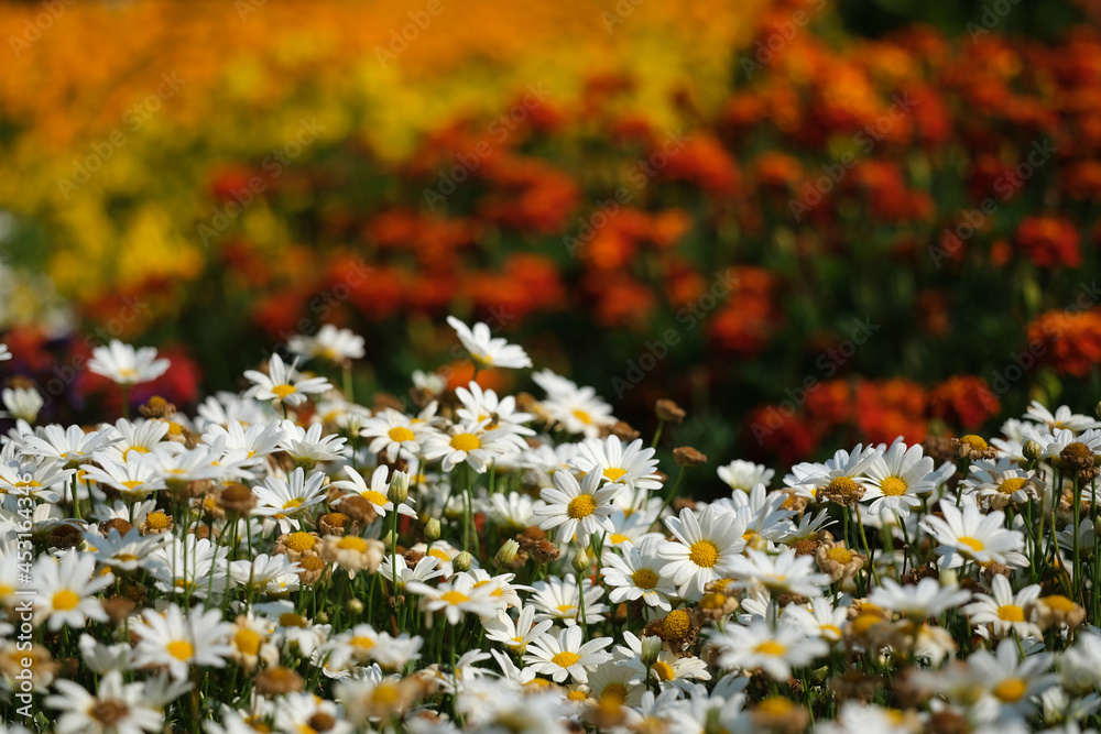 Naklejka premium bajeczny ogród