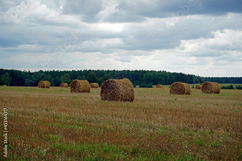 Rural landscape. Harvested field and straw bales. Blue sky. Horizon. August. Summer is over. 