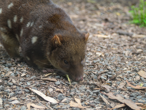 Spotted tailed quoll photo