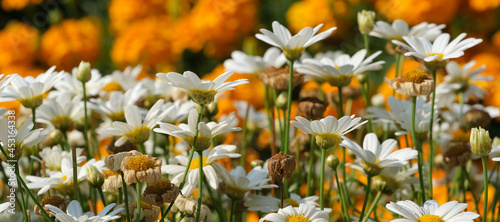 białe i żółte kwiaty na łące