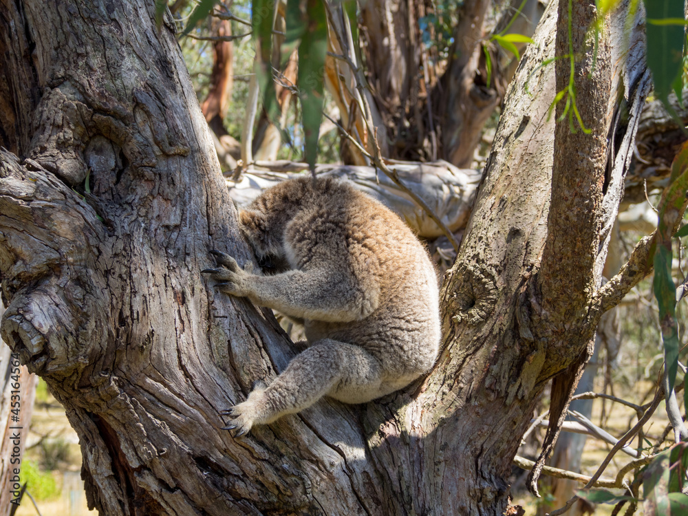 Sleeping koala seated between tree branches Sleeping koala seated between tree branches